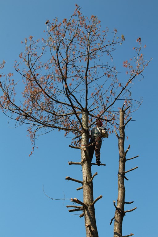 pin 054 (Copier).JPG