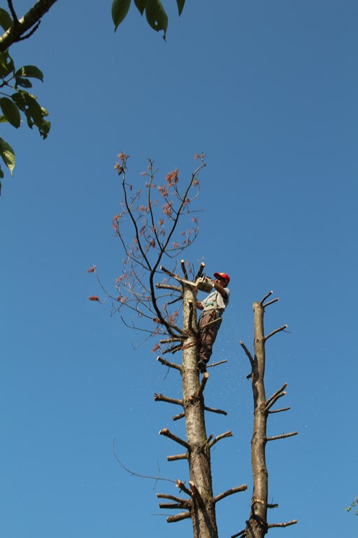 pin 062 (Copier).JPG