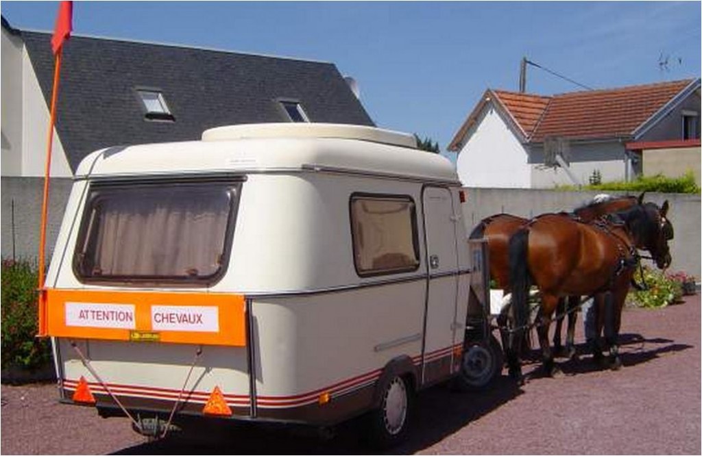 Puck attelée_2.JPG