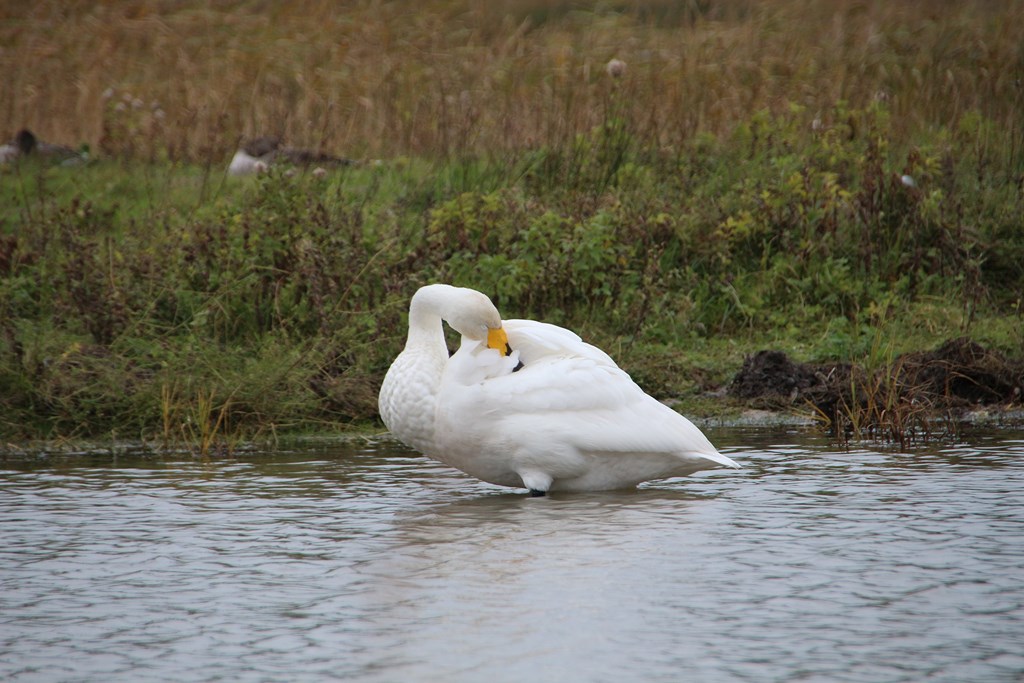 BaiedeSomme 007 (Copier).JPG