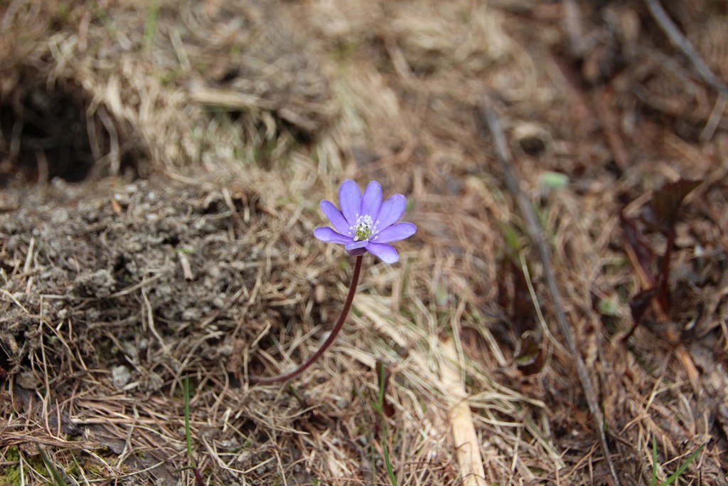 La clarée0514 545 (Copier).JPG