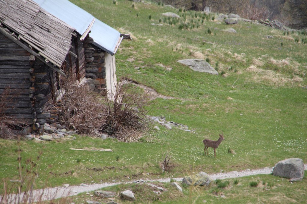 La clarée0514 376 (Copier).JPG