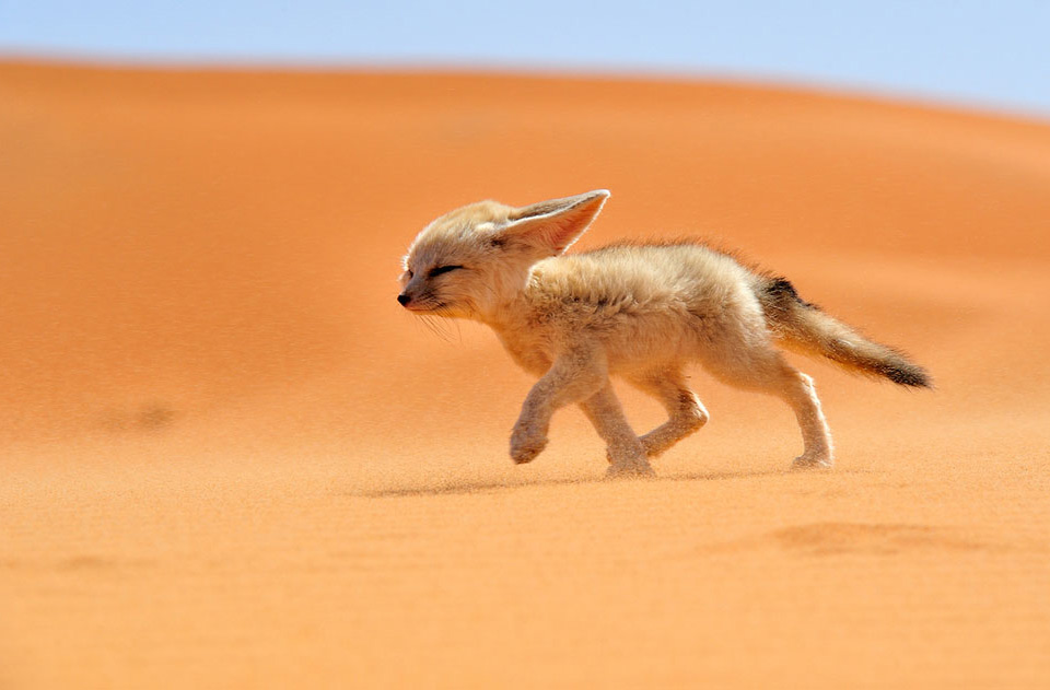 sahara-desert-fox.jpg