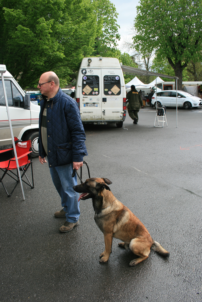 Invictus, Berger Belge Malinois de 15 mois
