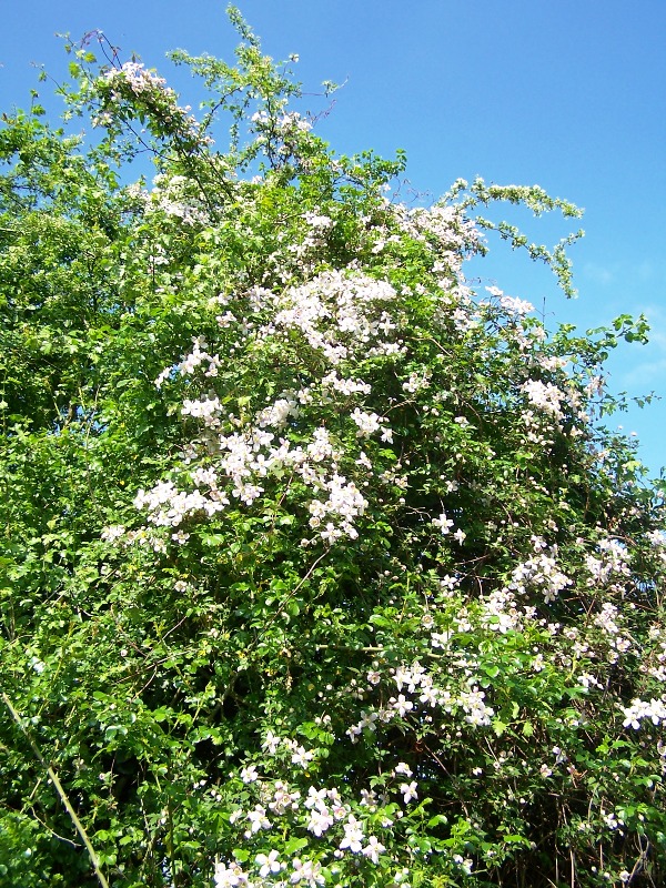 100_5020.JPG