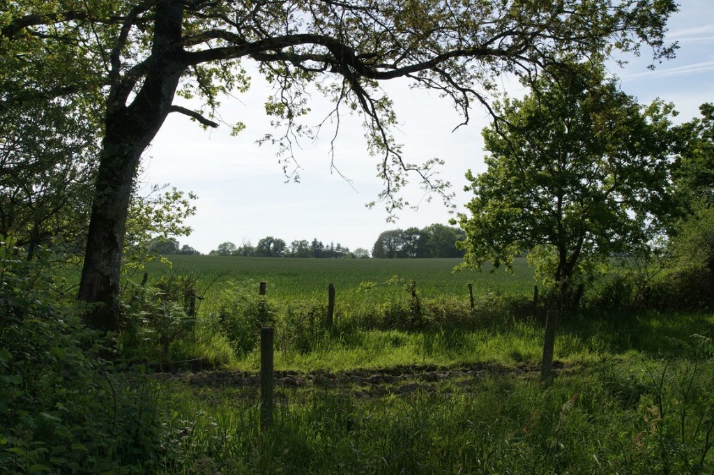 DSC04945 (Copier).JPG