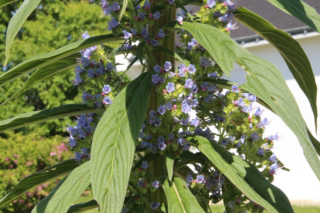 PlougoumelenGDM 108 (Copier).JPG