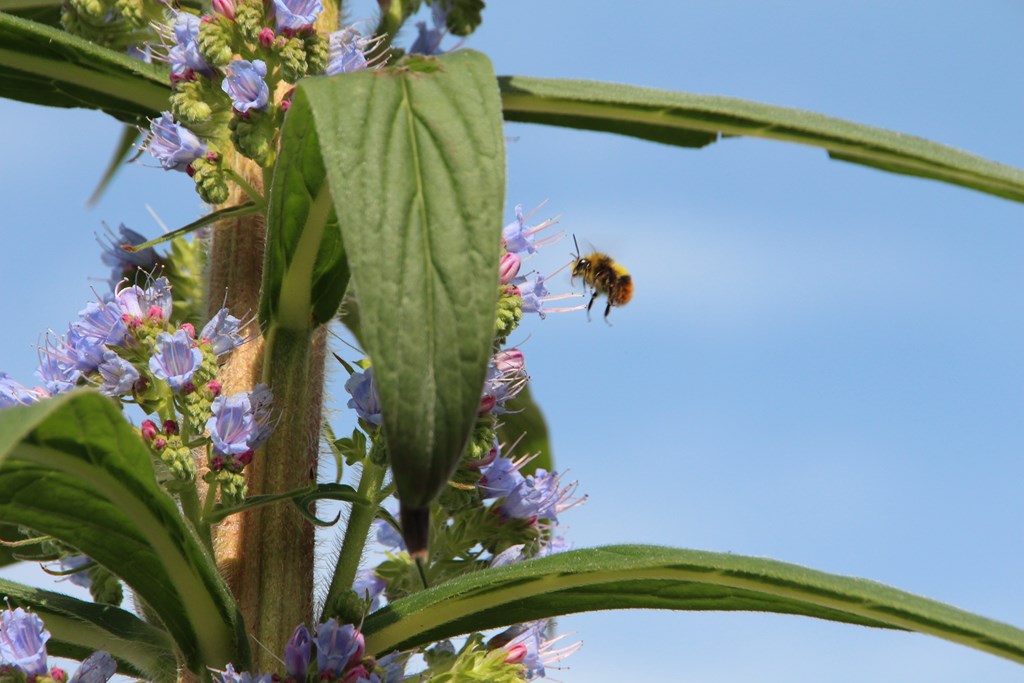 PlougoumelenGDM 118 (Copier).JPG