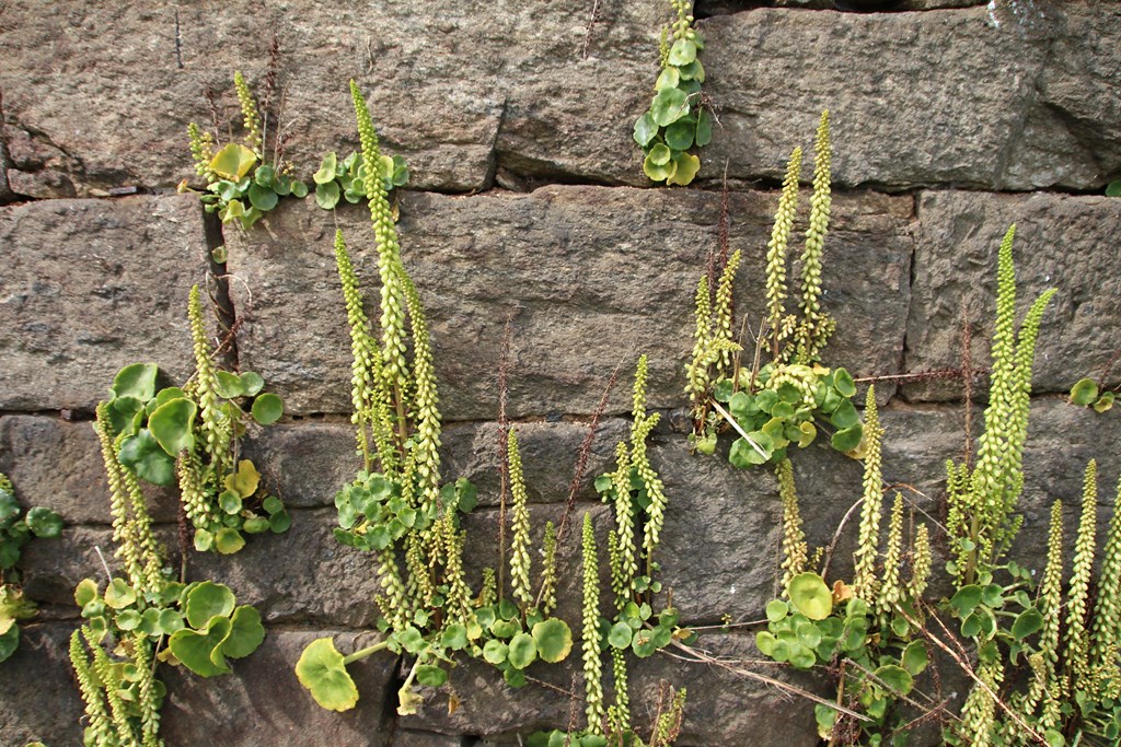 PlougoumelenGDM 259 (Copier).JPG