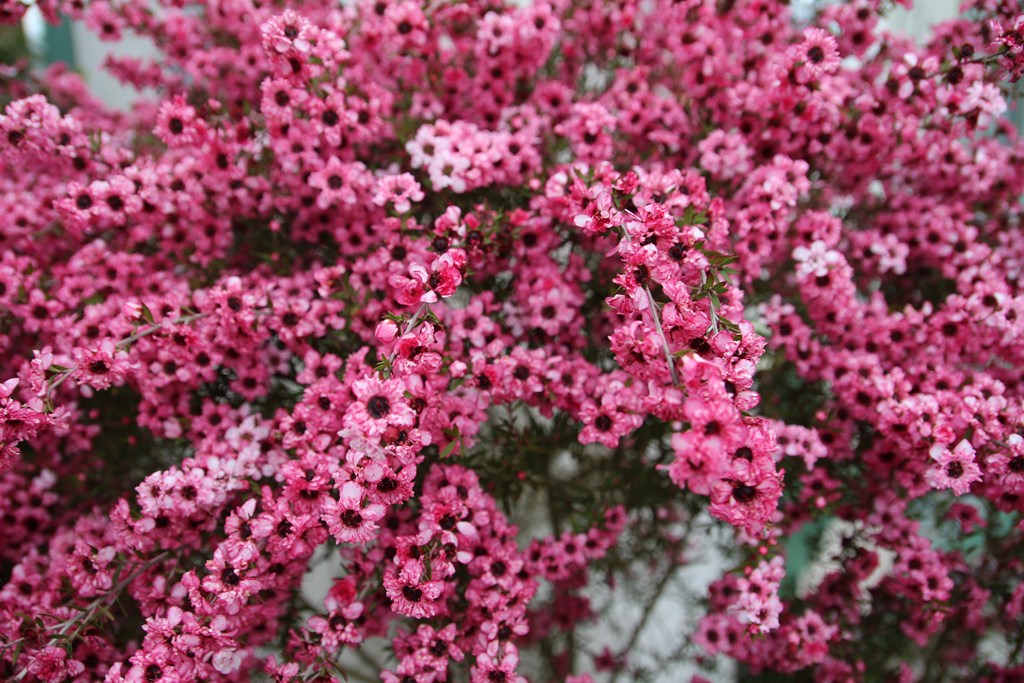 PlougoumelenGDM 702 (Copier).JPG