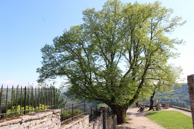 cette arbre plus de 1000 ans impressionnant !!