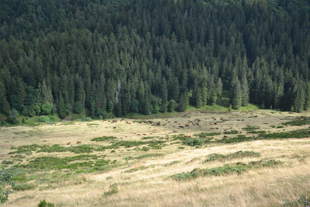 Valée de l'Impradine 041 (Large).jpg