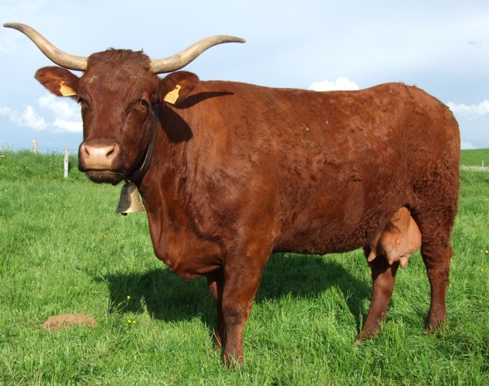 Vache salersRED.jpg