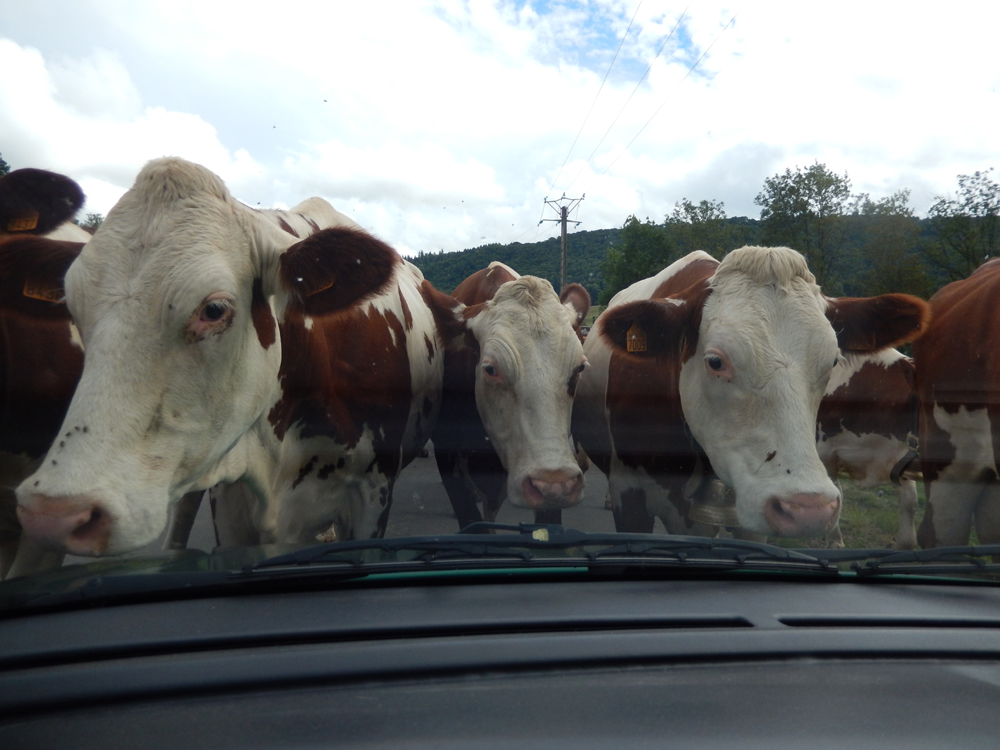 Pris dans un embouteillage en pleine campagne