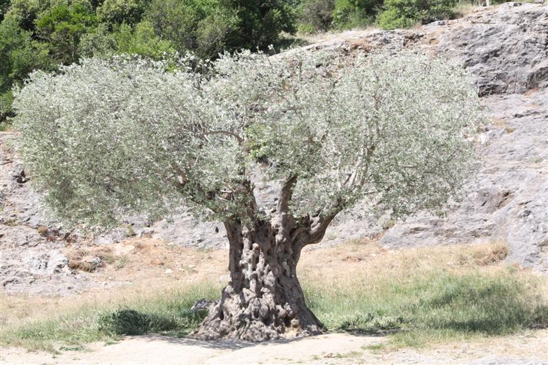Le Pont du Gard