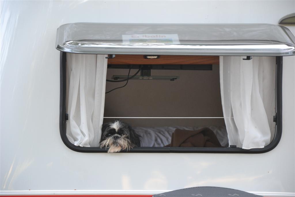 Guimauve... a break.jpg