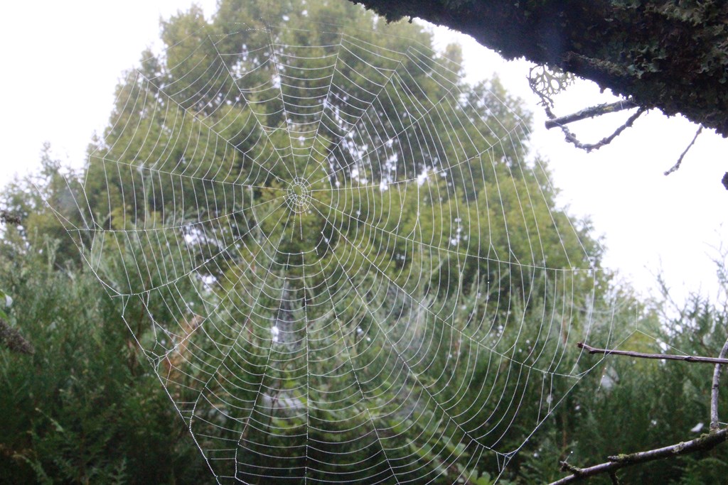 divers 703 (Copier).JPG