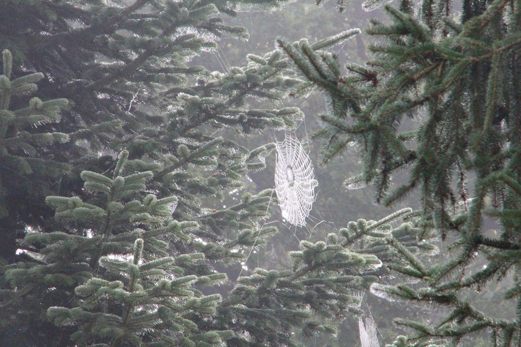 divers 710 (Copier).JPG