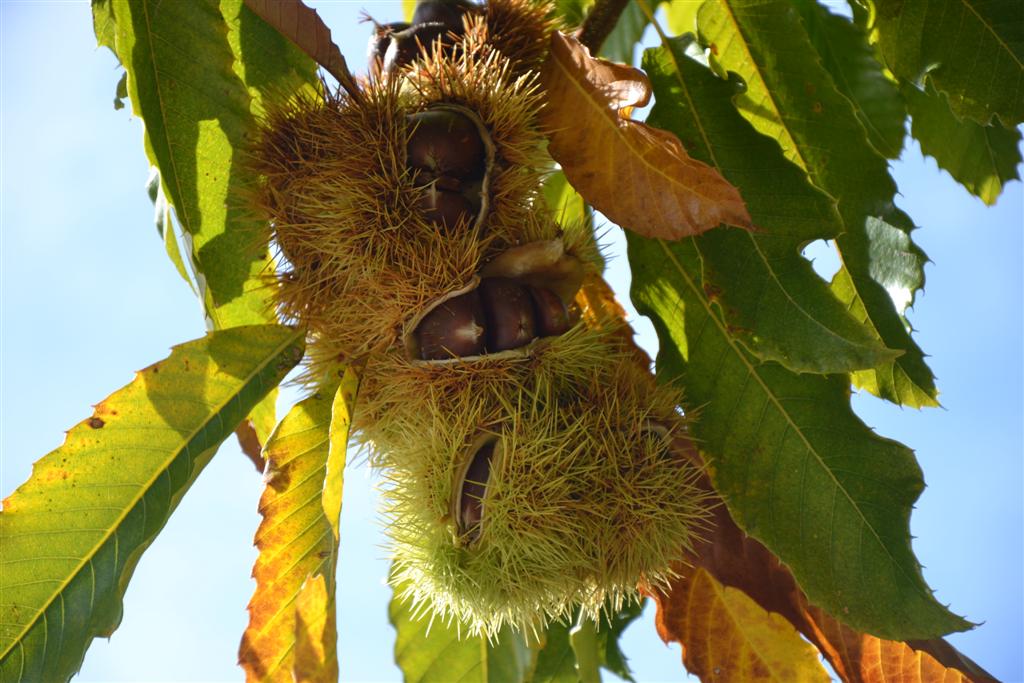 la Minerve 010 (Large).jpg