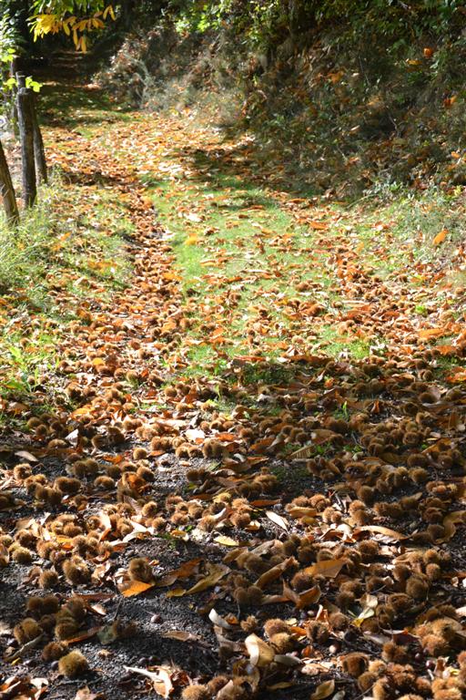 la Minerve 024 (Large).jpg