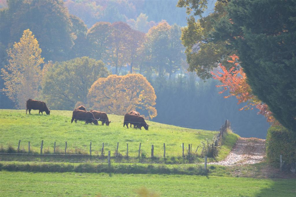 Automne Cantal 026 (Large).jpg
