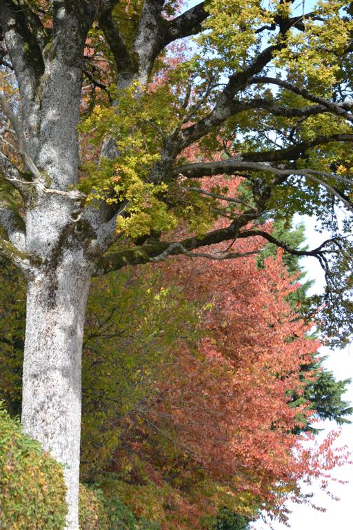 Automne Cantal 030 (Large).jpg
