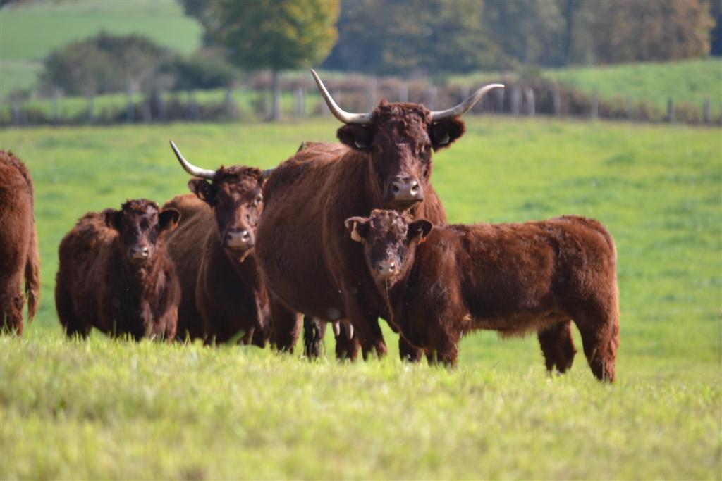 Automne Cantal 032 (Large).jpg