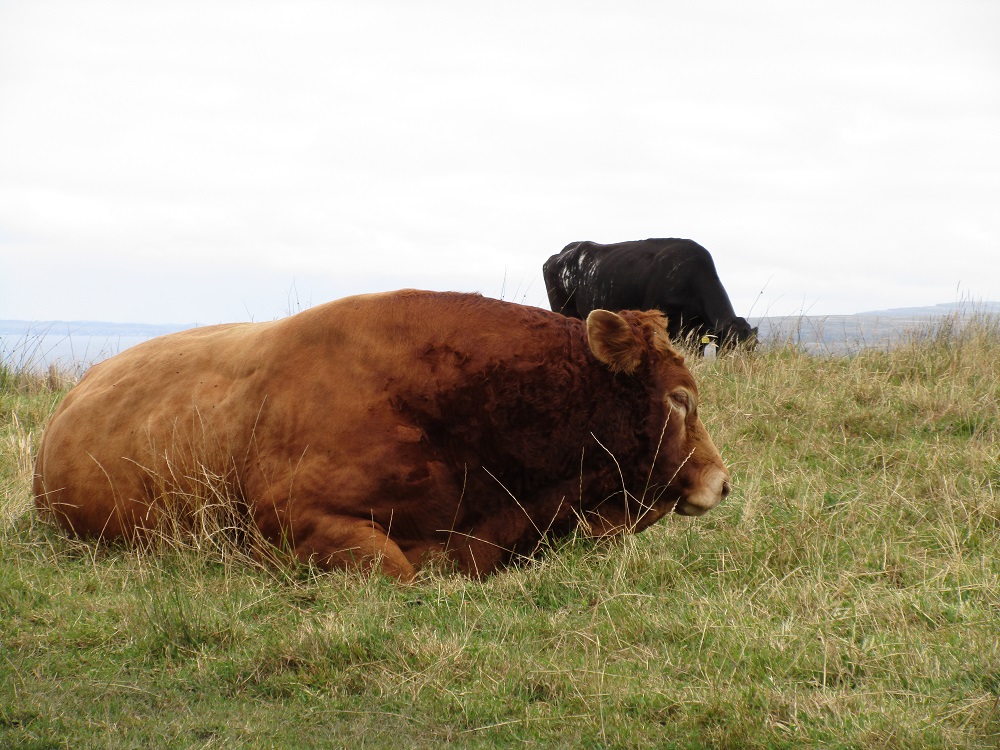 le sentier passait a cote d un gros randonneur nous n'étions pas tres rassurés