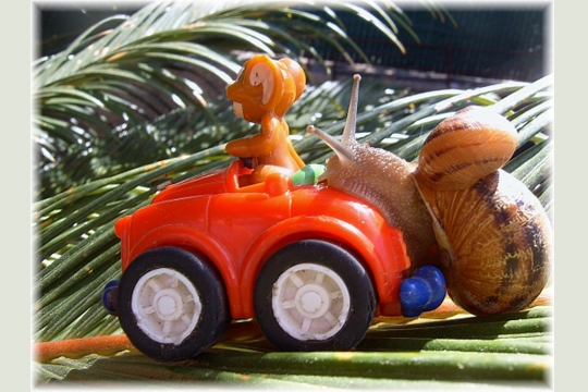 covoiturage-escargot- MartinGuilberPellet.jpg