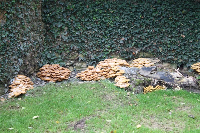 IMG_9065 (Medium).JPG