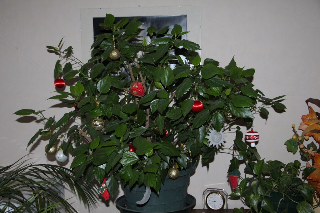 noël2015 038 (Copier).JPG