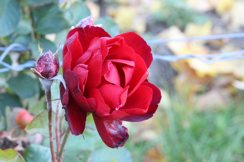 sancerre 102015 039 (Copier).JPG