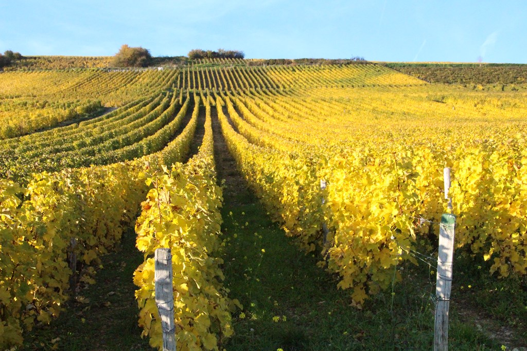 sancerre 102015 070 (Copier).JPG