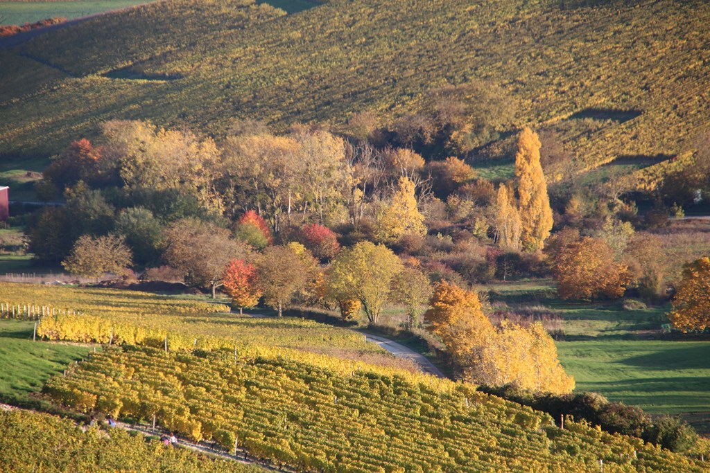 sancerre 102015 082 (Copier).JPG