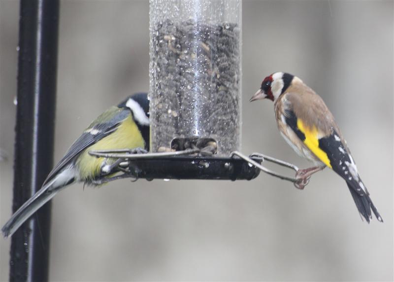 Mésange charbonnière et Chardonneret