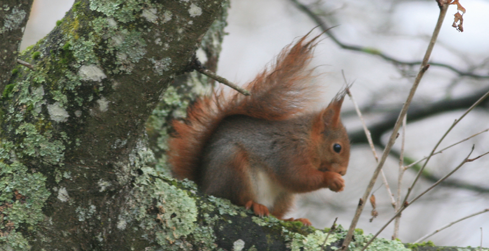 Ecureuil 1