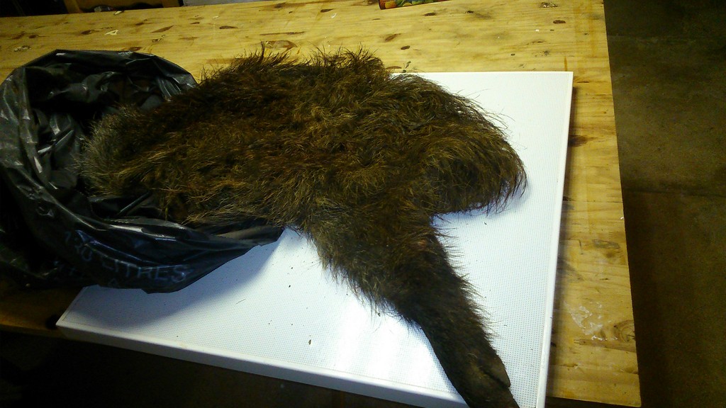 DSC_1087 (Copier).jpg