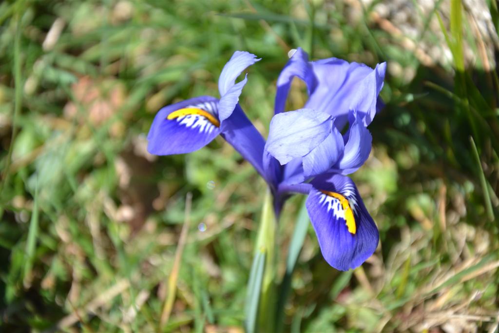 La Minerve 029 (Large).jpg