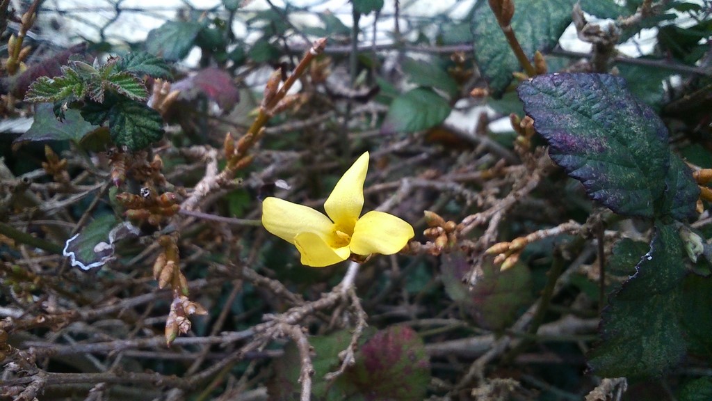 DSC_1125 (Copier).jpg