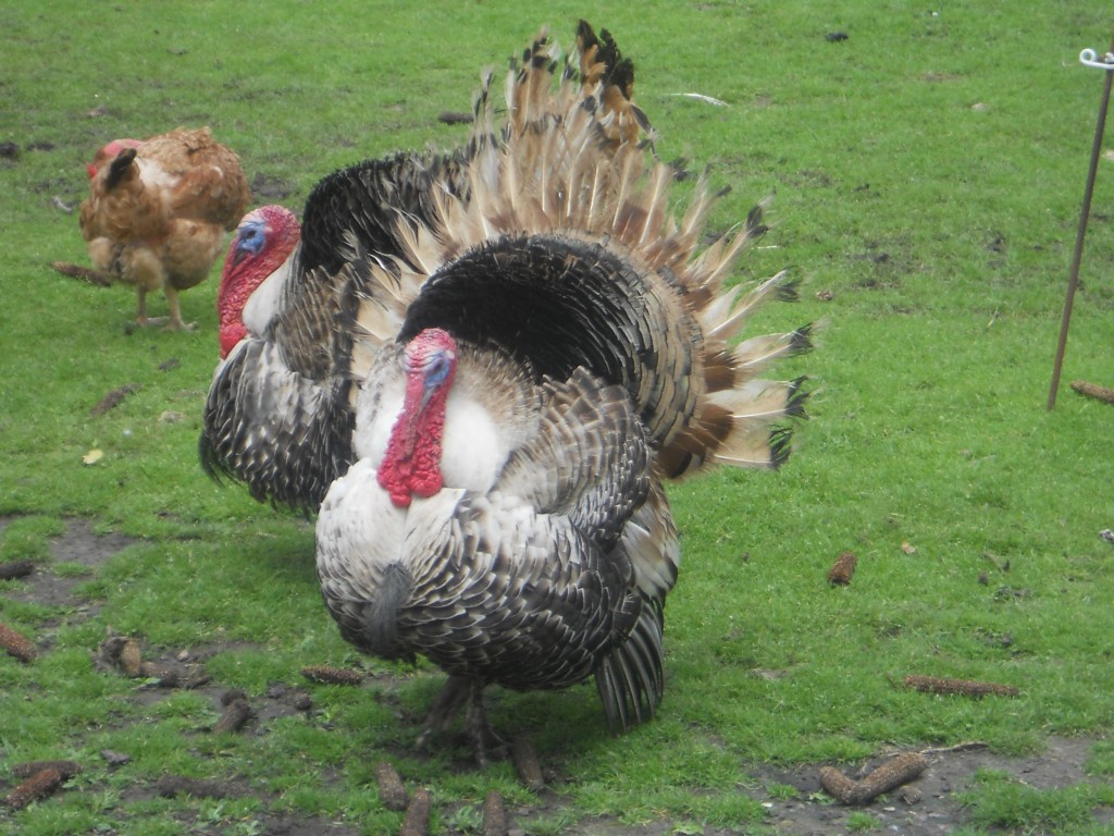 2016-06-18 13.01.21.jpg