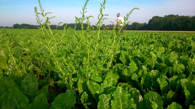 celle las est déjà en graines