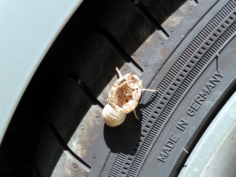 La cigale a quitté son "exuvie" (c'est le nom donné à la dépouille, cette vieille peau racornie qui souvent restera fixée plusieurs mois encore sur le tronc. Là il s'agit du pneu Av droit de l'Opel)