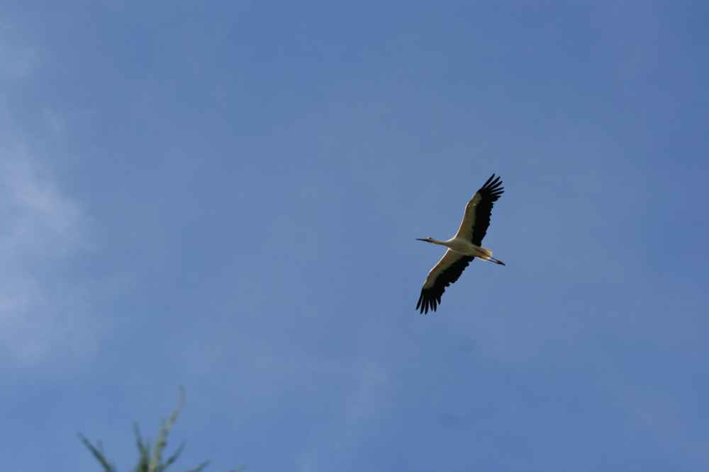 Cigogne .........