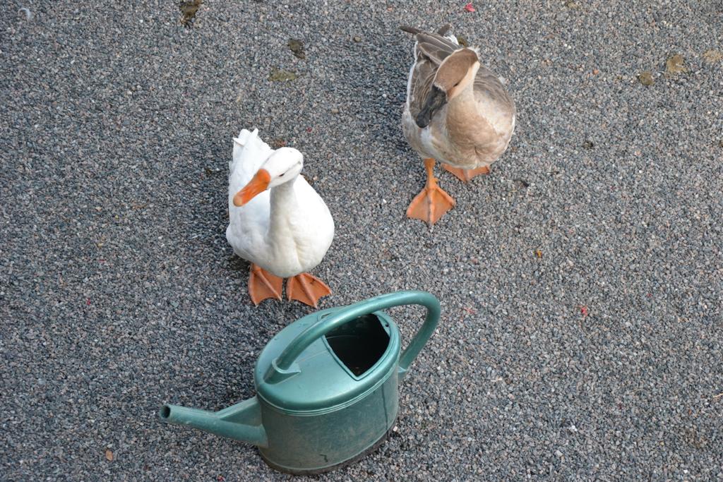 La Minerve Bertille et Lubin 017 (2).jpg