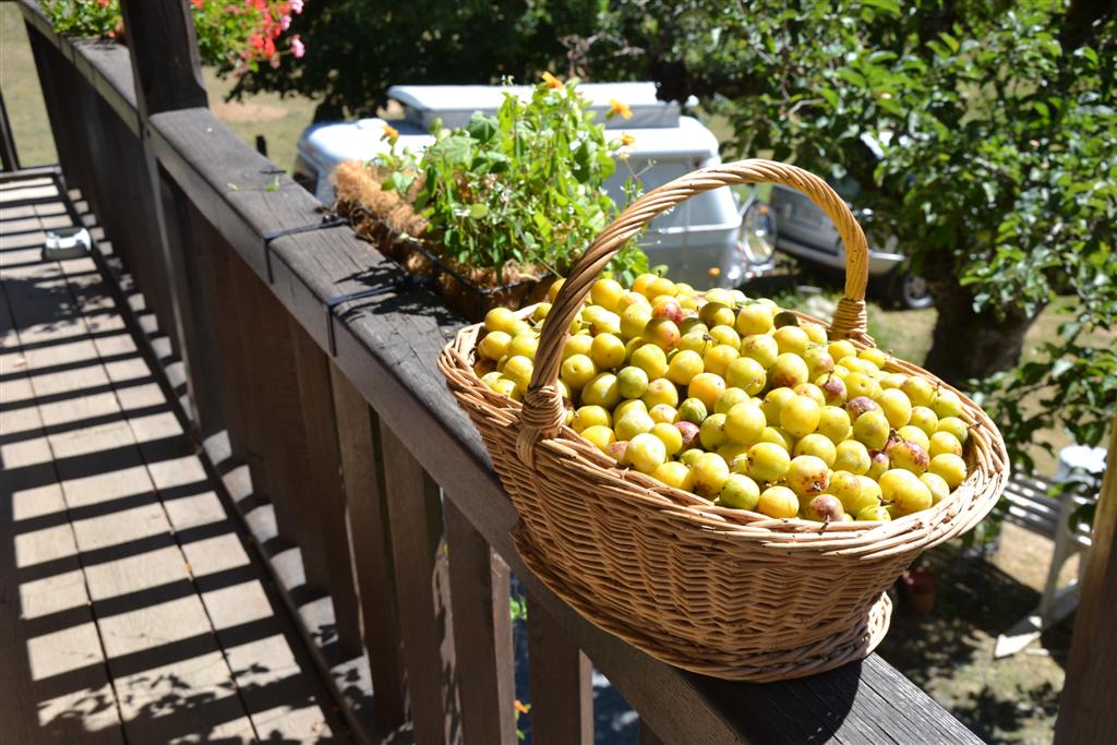 Récolte de Mirabelles     La Minerve 071 (Large).jpg