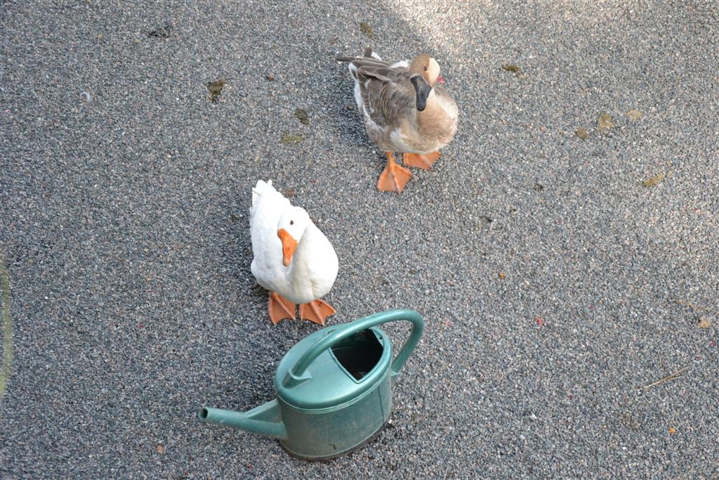 Bertille et Lubin.jpg