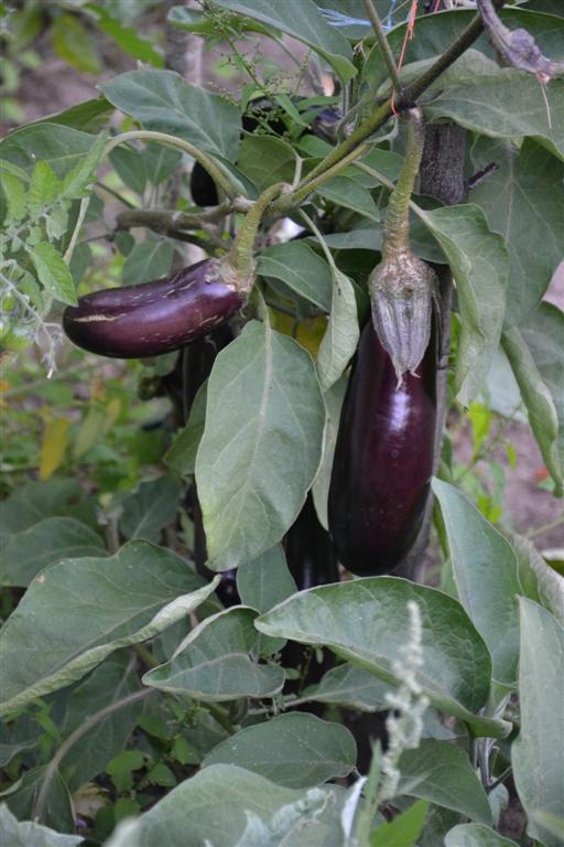 La Minerve 073 (Large).jpg