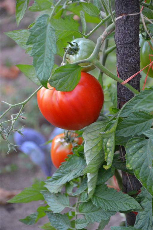 La Minerve 074 (Large).jpg