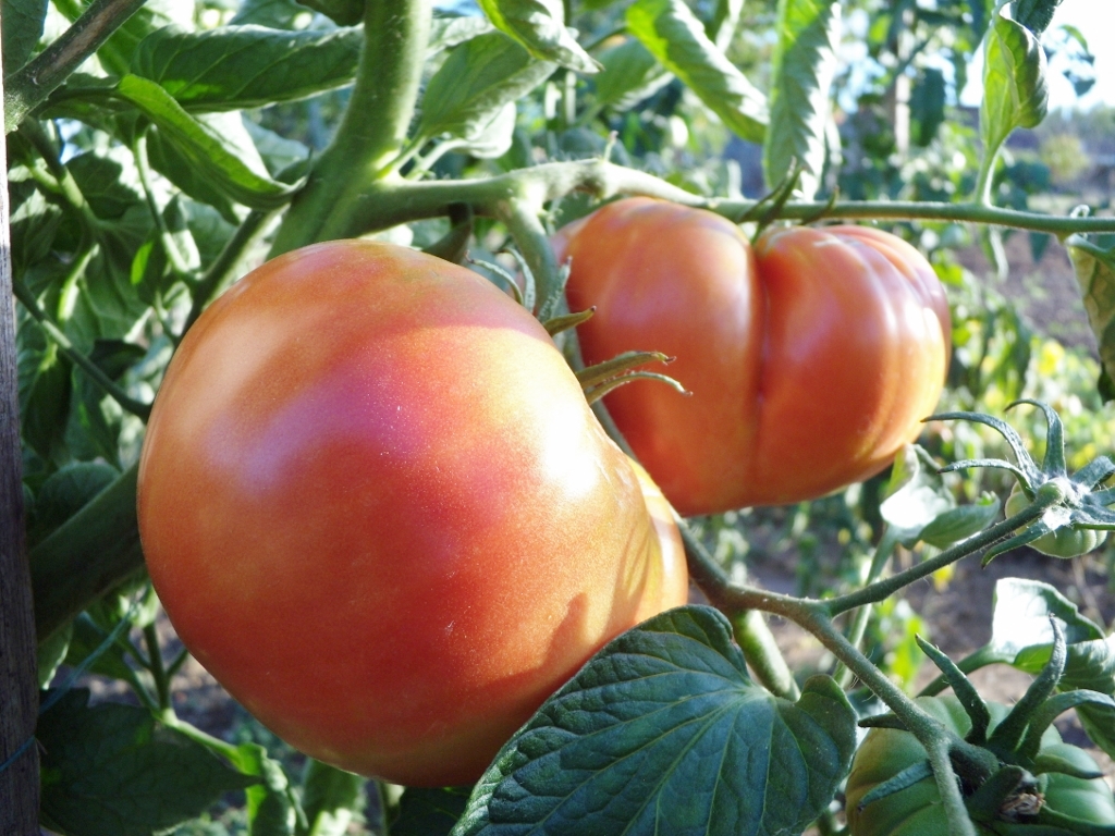 DSCN0275 (1024x768).jpg