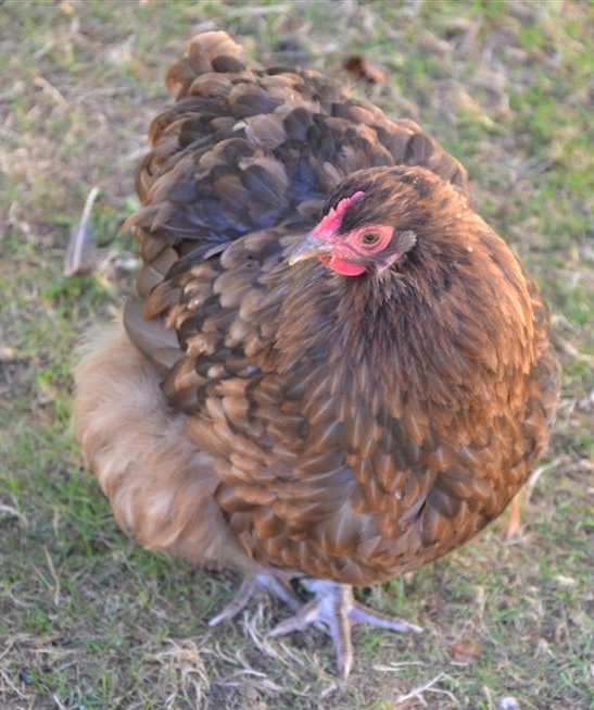 La maman Margaret (Orpington).JPG